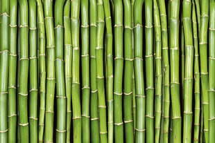 Fototapetai - Bambuko kaina ir informacija | Fototapetai | pigu.lt