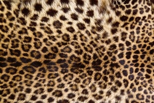 Fototapetai - Leopardo oda kaina ir informacija | Fototapetai | pigu.lt