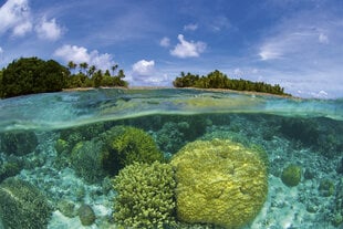 Фотообои - Коралловый риф 375х250 см цена и информация | Фотообои с инструментом и клеем - Бежевые листья эвкалипта, 400x280 см | pigu.lt