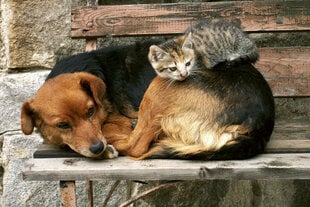 Fototapetai - Katė ir šuo kaina ir informacija | Fototapetai | pigu.lt
