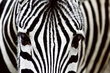 Fototapetai - Zebra kaina ir informacija | Fototapetai | pigu.lt