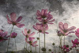 Fototapetai - Violetinės gėlės kaina ir informacija | Fototapetai | pigu.lt