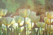 Fototapetai - Elegantiškos baltos tulpės kaina ir informacija | Fototapetai | pigu.lt