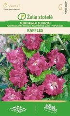 фиолетовaя ипомея Raffles цена и информация | Семена цветов | pigu.lt