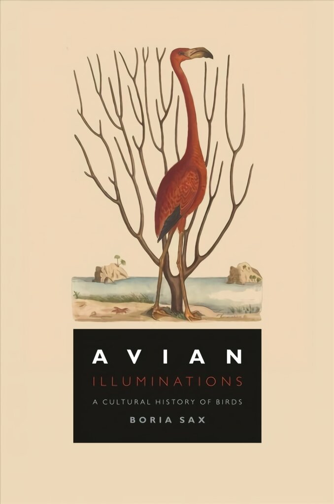 Avian Illuminations: A Cultural History of Birds kaina ir informacija | Lavinamosios knygos | pigu.lt