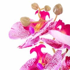 Dirbtinė orchidėja, 10 vnt. kaina ir informacija | Interjero detalės | pigu.lt