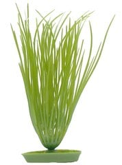 Dekoratyvinis augalas Marina Hairgrass, 20 cm kaina ir informacija | Akvariumo augalai, dekoracijos | pigu.lt