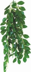 Terariumo augalas Happet Ficus, 70cm kaina ir informacija | Akvariumo augalai, dekoracijos | pigu.lt