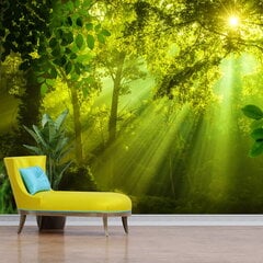 Фотообои, в солнечном лесу цена и информация | Фотообои с инструментом и клеем - Бежевые листья эвкалипта, 400x280 см | pigu.lt