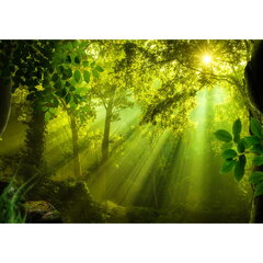 Фотообои, в солнечном лесу цена и информация | Фотообои с инструментом и клеем - Бежевые листья эвкалипта, 400x280 см | pigu.lt