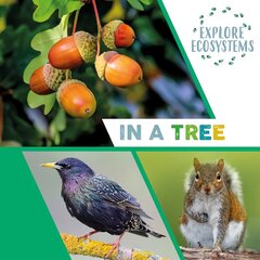 Explore Ecosystems: In a Tree Illustrated edition цена и информация | Книги для подростков и молодежи | pigu.lt
