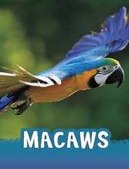 Macaws цена и информация | Книги для подростков  | pigu.lt