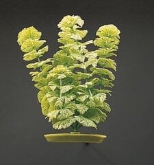 Dekoratyvinis augalas Marina Ambulia, 20 cm kaina ir informacija | Akvariumo augalai, dekoracijos | pigu.lt