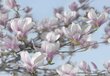 Fototapetai Magnolia цена и информация | Fototapetai | pigu.lt