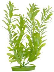 Dekoratyvinis augalas Marina Hygrophila, 30 cm kaina ir informacija | Akvariumo augalai, dekoracijos | pigu.lt