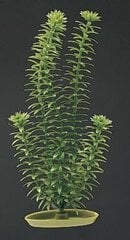 Dekoratyvinis augalas Marina Anacharis, 12.5 cm kaina ir informacija | Akvariumo augalai, dekoracijos | pigu.lt