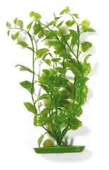 Dekoratyvinis augalas Marina Cardamine, 30 cm kaina ir informacija | Akvariumo augalai, dekoracijos | pigu.lt