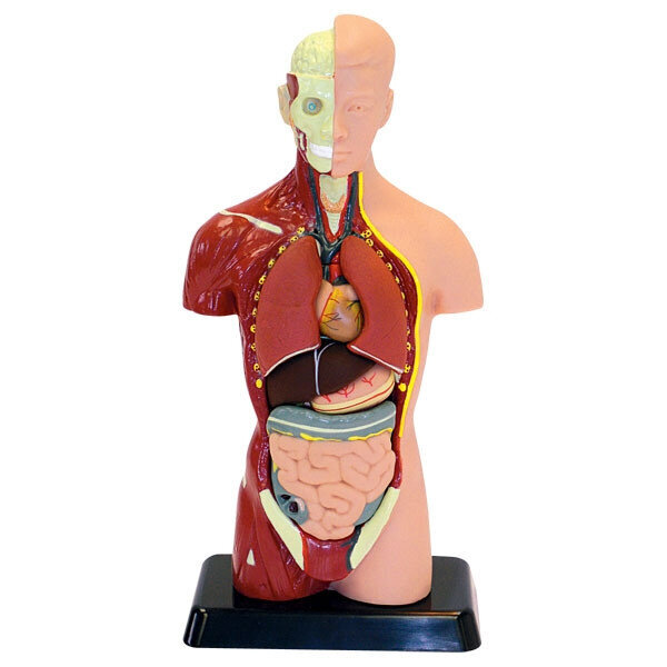 Žmogaus anatomijos rinkinys Edu-Toys Kūnas ir organai, 27cm kaina ir informacija | Lavinamieji žaislai | pigu.lt