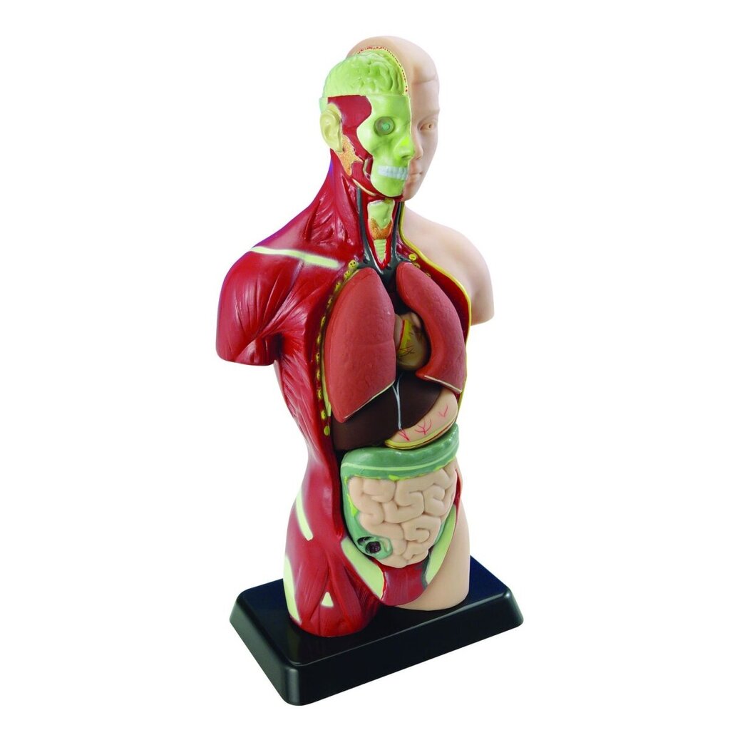 Žmogaus anatomijos rinkinys Edu-Toys Kūnas ir organai, 27cm цена и информация | Lavinamieji žaislai | pigu.lt