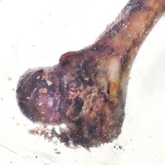 Petmex Ham bone kaulas, 1 vnt. цена и информация | Лакомства для собак | pigu.lt