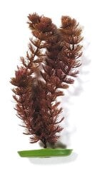 Dekoratyvinis augalas Marina Foxtail-V, 30 cm kaina ir informacija | Akvariumo augalai, dekoracijos | pigu.lt