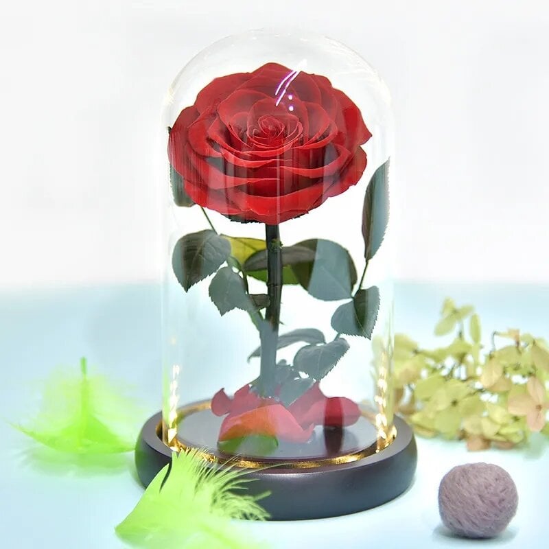 Rožė kolboje / amžina stabilizuota rožė 22 cm kaina ir informacija | Miegančios rožės, stabilizuoti augalai | pigu.lt