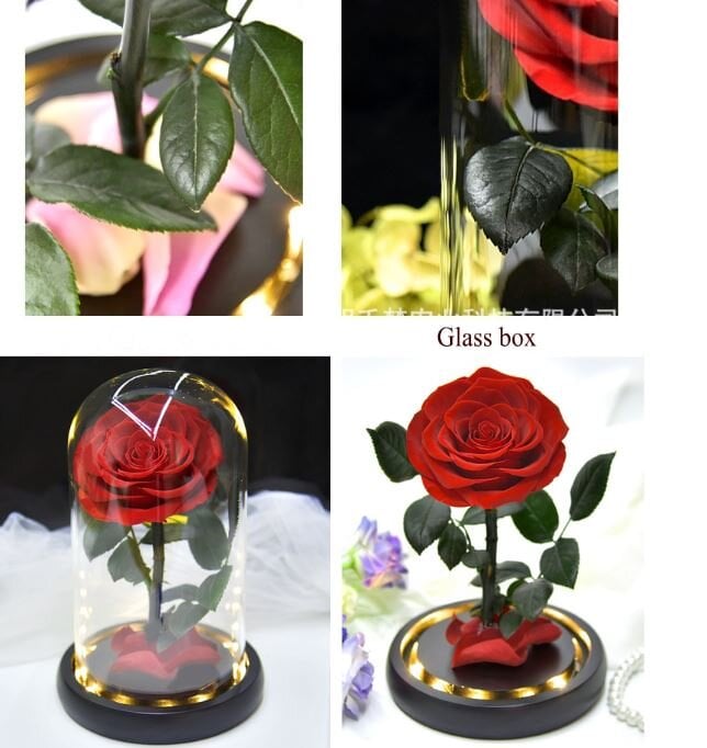 Rožė kolboje / amžina stabilizuota rožė 22 cm цена и информация | Miegančios rožės, stabilizuoti augalai | pigu.lt