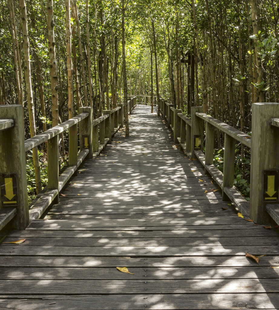 Fototapetai - Mangrovių miškas, 225x250 cm kaina ir informacija | Fototapetai | pigu.lt
