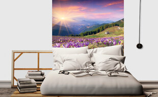 Fototapetai - Krokusai pavasarį, 225x250 cm kaina ir informacija | Fototapetai | pigu.lt