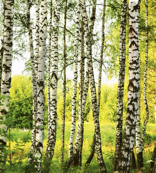 Fototapetai - Beržų miškas 225x250 cm kaina ir informacija | Fototapetai | pigu.lt
