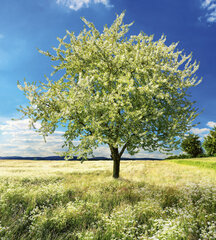 Fototapetai - Žydintis medis, 225x250 cm kaina ir informacija | Fototapetai | pigu.lt