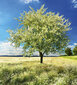 Fototapetai - Žydintis medis, 225x250 cm kaina ir informacija | Fototapetai | pigu.lt