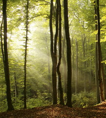 Фотообои - Лес  225х250 см цена и информация | Фотообои с инструментом и клеем - Бежевые листья эвкалипта, 400x280 см | pigu.lt