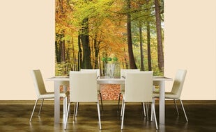 Фотообои - Осенний лес  225х250 см цена и информация | Фотообои | pigu.lt