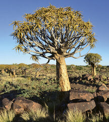 Fototapetai - Namibija, 225x250 cm kaina ir informacija | Fototapetai | pigu.lt