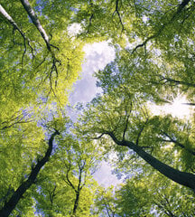 Fototapetai - Medžiai, 225x250 cm kaina ir informacija | Fototapetai | pigu.lt