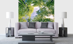 Fototapetai - Medžiai, 225x250 cm kaina ir informacija | Fototapetai | pigu.lt
