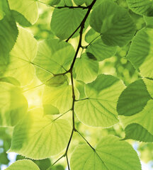 Фотообои - Зеленые листья 225х250 см цена и информация | Фотообои | pigu.lt