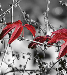 Фотообои - Красные листья на сером фоне 225х250 см цена и информация | Фотообои | pigu.lt