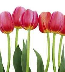Фотообои - Красные тюльпаны на белом фоне 225х250 см цена и информация | Фотообои | pigu.lt