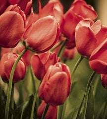 Fototapetai - Raudonos tulpės, 225x250 cm kaina ir informacija | Fototapetai | pigu.lt