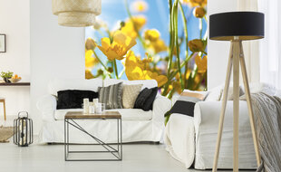 Fototapetai - Geltonos gėlės pievoje 225x250 cm kaina ir informacija | Fototapetai | pigu.lt