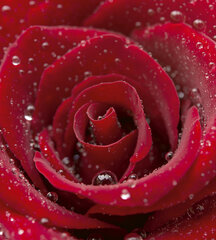 Fototapetai - Raudona rožė, 225x250 cm kaina ir informacija | Fototapetai | pigu.lt