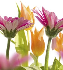 Fototapetai - Pavasario gėlės, 225x250 cm kaina ir informacija | Fototapetai | pigu.lt