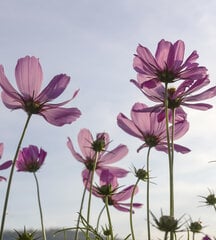 Fototapetai - Gražios gėlės 225x250 cm kaina ir informacija | Fototapetai | pigu.lt