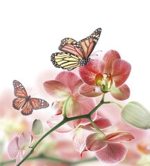 Фотообои - Орхидеи и бабочки 225х250 см цена и информация | Фотообои с инструментом и клеем - Бежевые листья эвкалипта, 400x280 см | pigu.lt