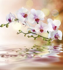 Фотообои - Белая орхидея 225х250 см цена и информация | Фотообои с инструментом и клеем - Бежевые листья эвкалипта, 400x280 см | pigu.lt