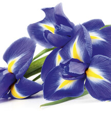 Fototapetai - Irisai 225x250 cm kaina ir informacija | Fototapetai | pigu.lt
