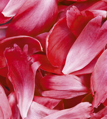 Fototapetai - Raudoni žiedlapiai, 225x250 cm kaina ir informacija | Fototapetai | pigu.lt