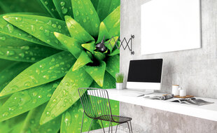 Fototapetai - Žalia gaiva, 225x250 cm kaina ir informacija | Fototapetai | pigu.lt
